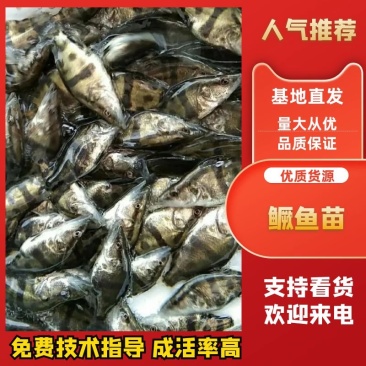 鳜鱼苗桂花鱼苗成活率高抗病强包成活全国包邮到家