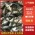 鳜鱼苗桂花鱼苗成活率高抗病强包成活全国包邮到家