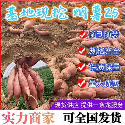 实力推荐《烟薯25号》山东红薯规格齐全现货供应全国发货