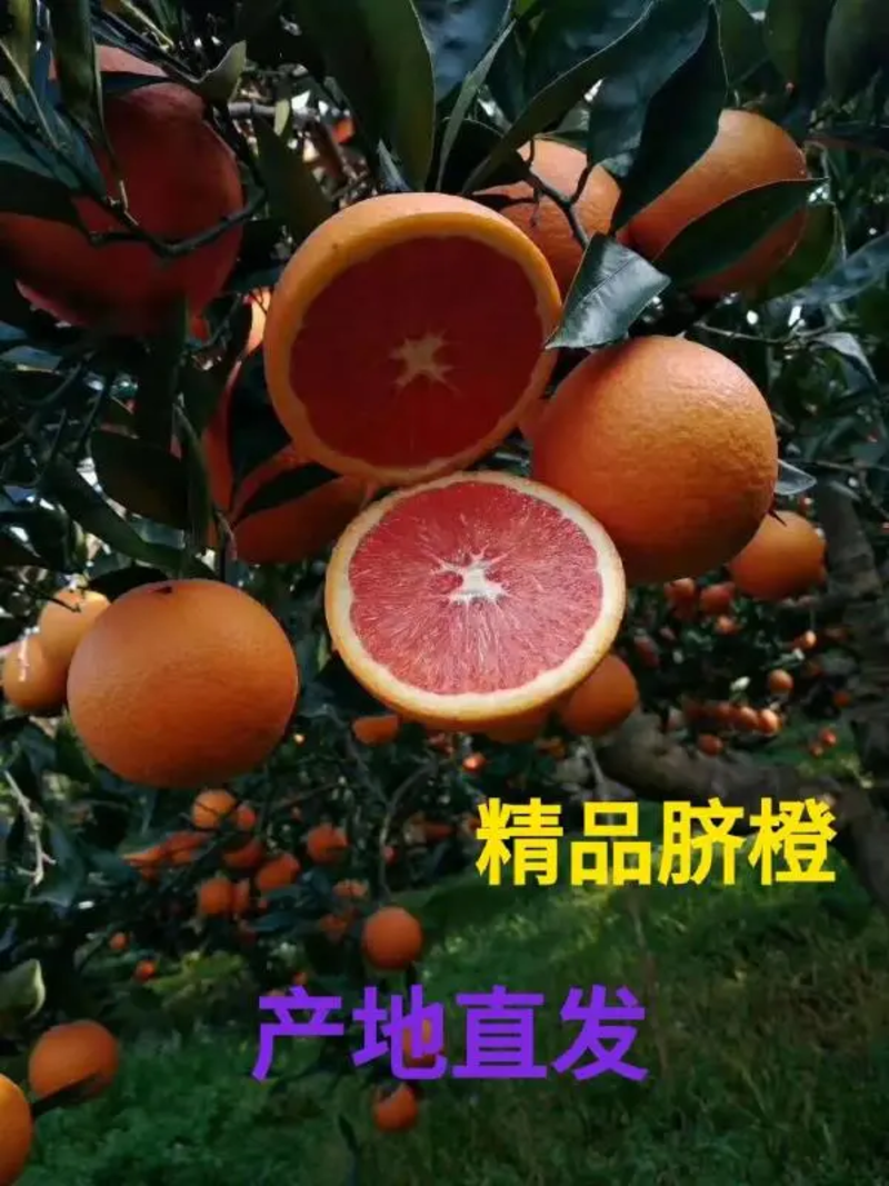 【热卖中】湖北血橙中华红橙新鲜采摘大吨位供应市场批发