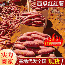 《精选》西瓜红红薯现货供应山东红薯可全国发货