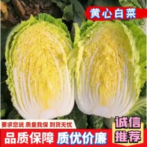 【精品】湖北黄心大白菜一手货源产地直发保值保量对接市场