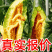 【推荐】山东甜瓜，博洋61甜瓜，大量上市，诚信代发
