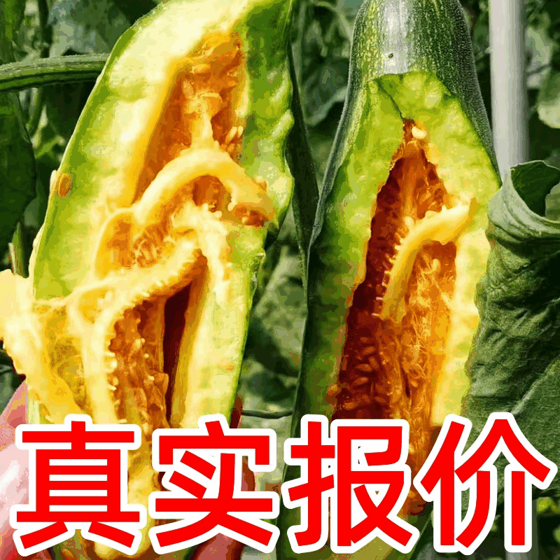 【推荐】山东甜瓜，博洋61甜瓜，大量上市，诚信代发