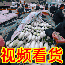 【重点推荐】山东莘县博洋61甜瓜，电商，市场，头茬量很大