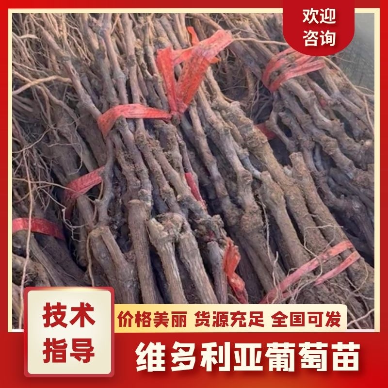 维多利亚葡萄苗专业基地自育苗木品种纯正让农户放心种植