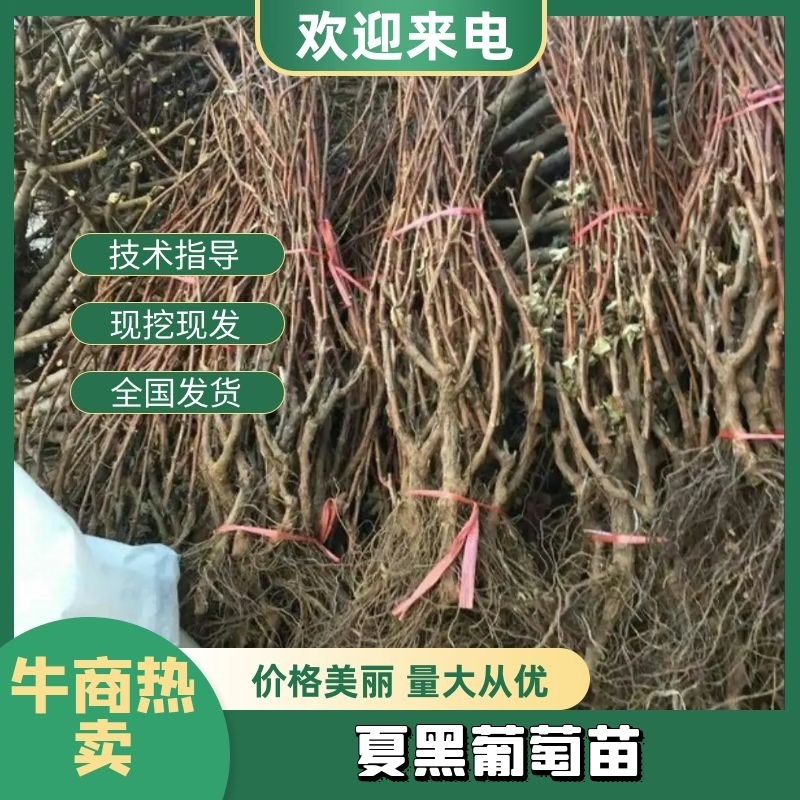 夏黑葡萄苗专业基地自育苗木品种纯正让农户放心种植