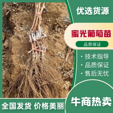 蜜光葡萄苗专业基地自育苗木品种纯正让农户放心种植
