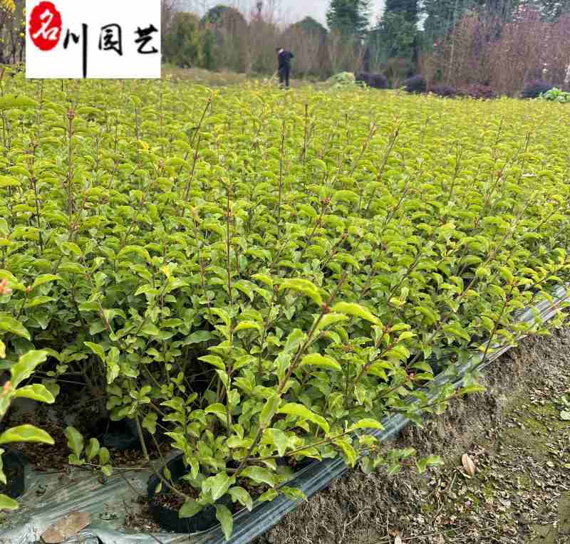 金禾女贞苗木基地直销成都金禾女贞更新价格行情量大优惠
