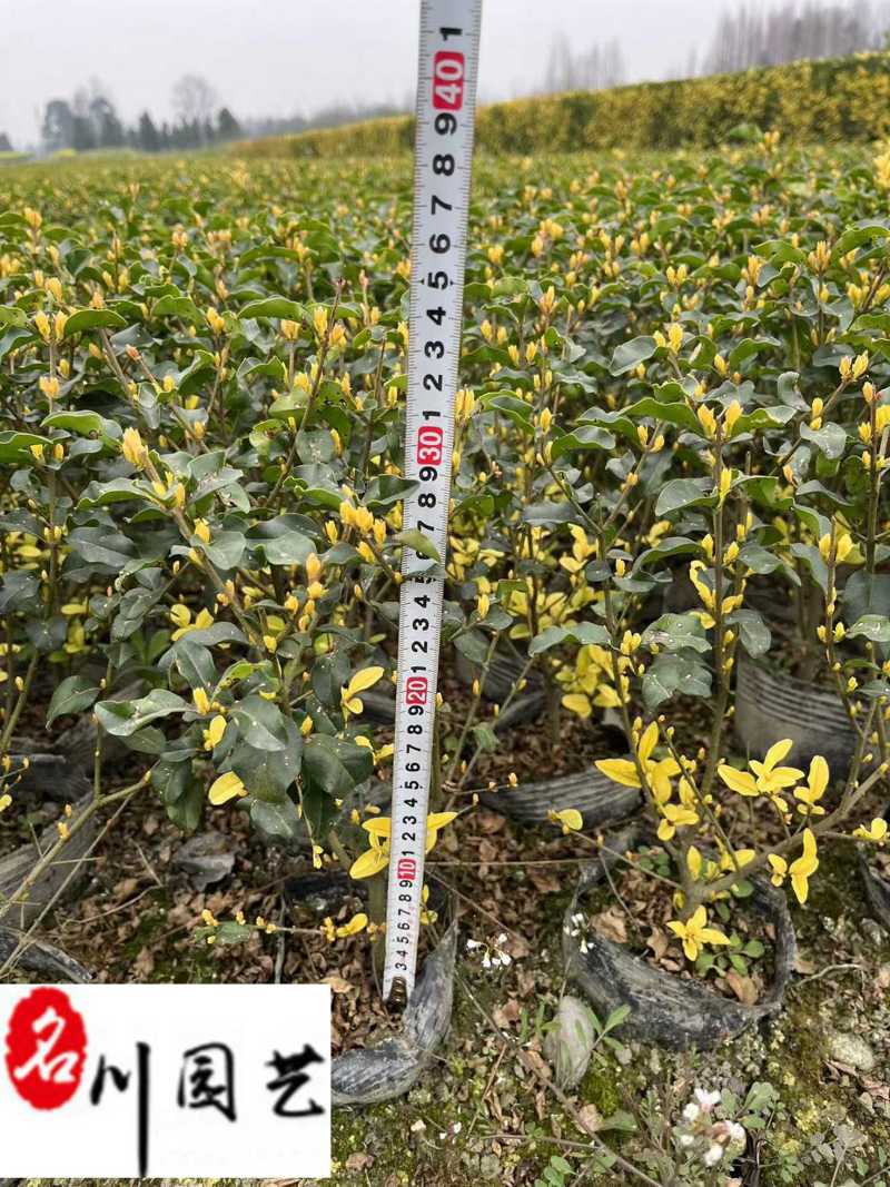 金禾女贞苗木基地直销成都金禾女贞更新价格行情量大优惠