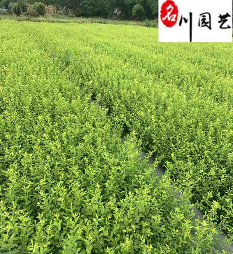 金禾女贞苗木基地直销成都金禾女贞更新价格行情量大优惠