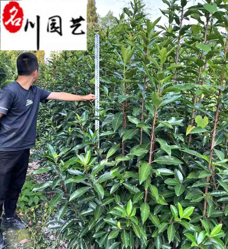 法国冬青50公分-2米批发价格成都苗圃基地自产自销