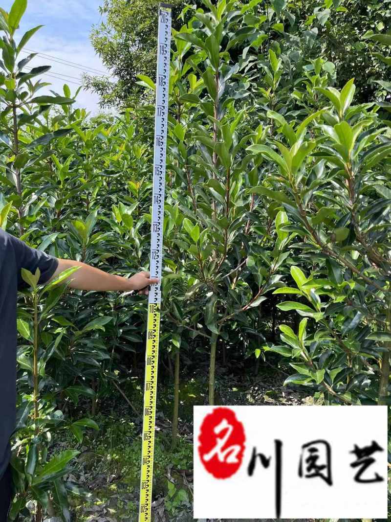 法国冬青50公分-2米批发价格成都苗圃基地自产自销