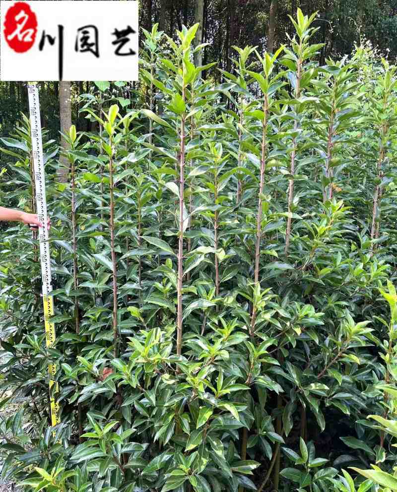 法国冬青50公分-2米批发价格成都苗圃基地自产自销
