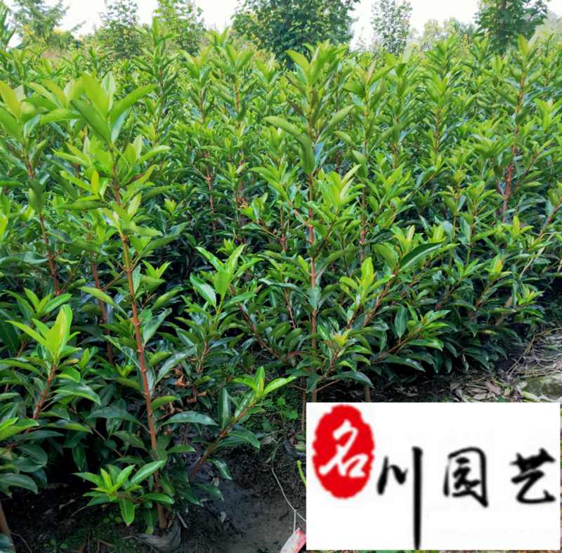 法国冬青50公分-2米批发价格成都苗圃基地自产自销