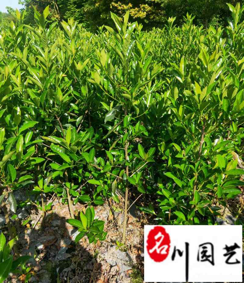 法国冬青50公分-2米批发价格成都苗圃基地自产自销