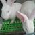 兔子种兔肉兔比利时杂交兔品种纯正全国均可发货