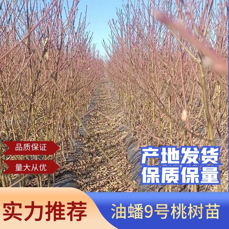 油蟠九号桃苗，据地直发价格优惠，保质保量，欢迎电联优惠