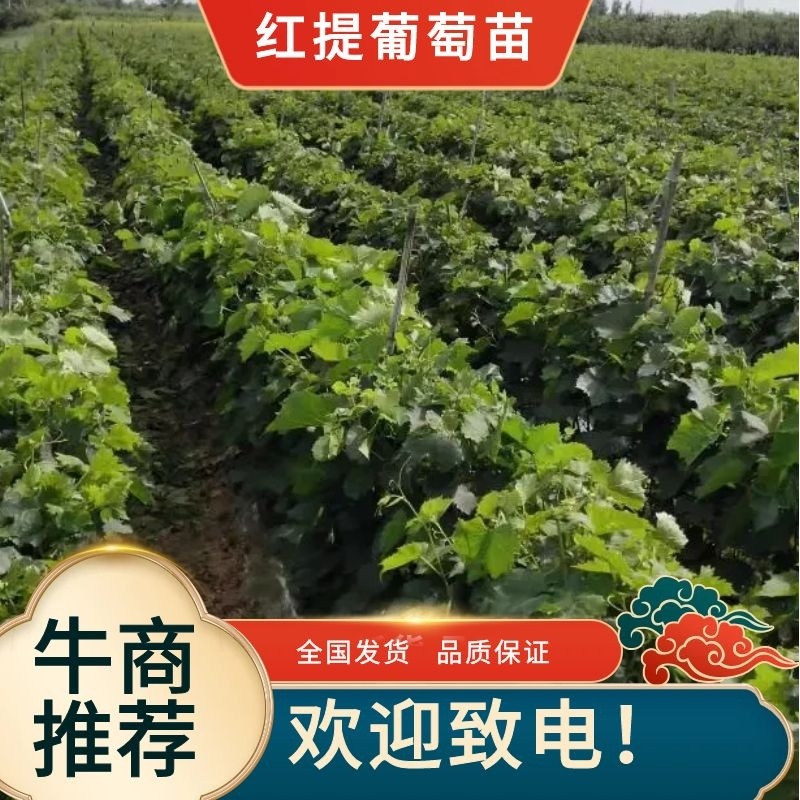 红提苗，产地直发保成活率，诚信经营，欢迎新老客户考察选购