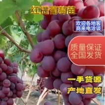 红提苗，产地直发保成活率，诚信经营，欢迎新老客户考察选购