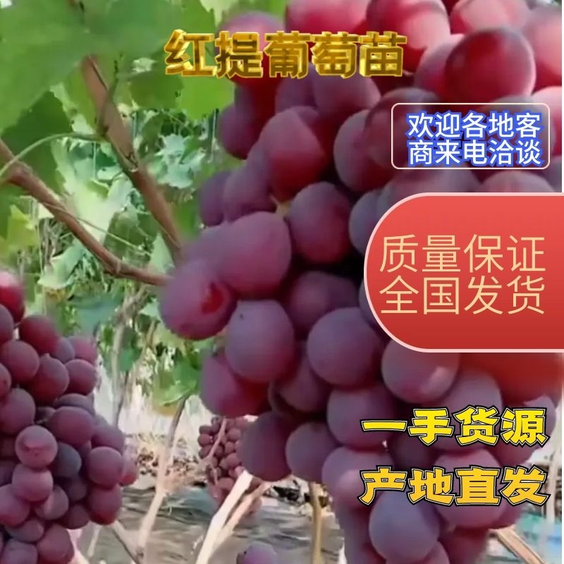 红提苗，产地直发保成活率，诚信经营，欢迎新老客户考察选购