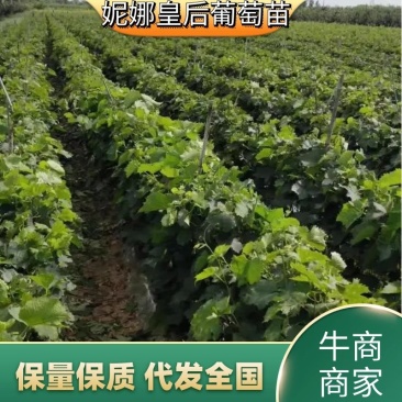 【妮娜皇后葡萄苗】成活率有保障，欢迎实地考察选购，价格优