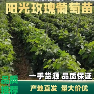 （放心苗）秒嫁接阳光玫瑰葡萄苗，保证质量诚信经营，耐储运