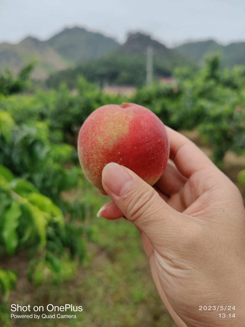 【推荐】广西桂林精品突围毛桃产地一手货源保质保量价优