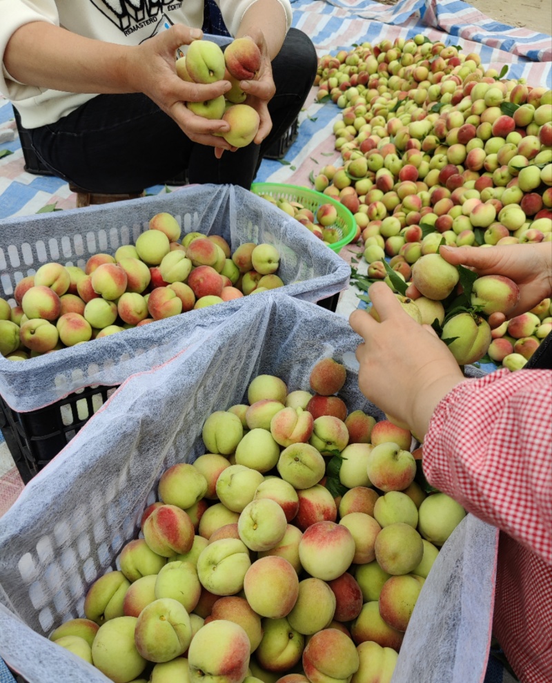 【推荐】广西桂林精品突围毛桃产地一手货源保质保量价优