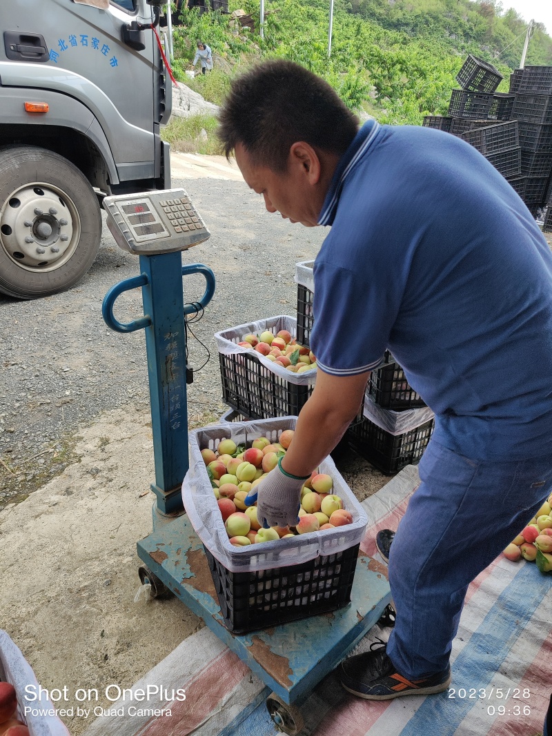 【推荐】广西桂林精品突围毛桃产地一手货源保质保量价优