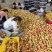 【推荐】广西桂林精品突围毛桃产地一手货源保质保量价优