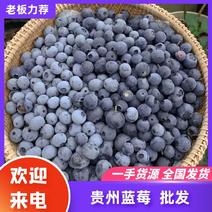 贵州蓝莓大量上市产地直发对接批发市场欢迎联系