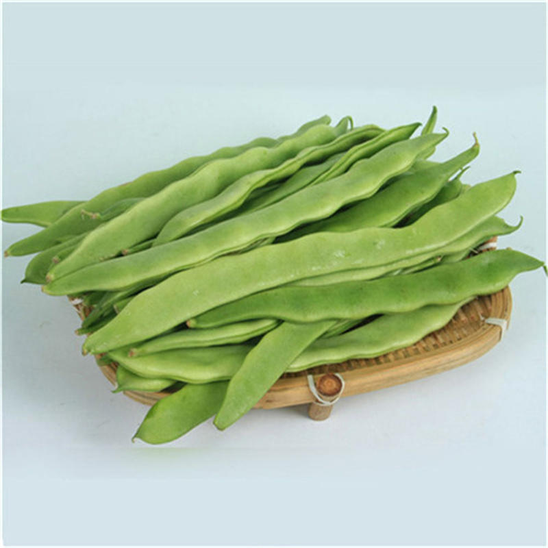 金龙六扁芸豆种子高产宽扁芸豆种子成荚率高中早熟