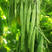 金龙六扁芸豆种子高产宽扁芸豆种子成荚率高中早熟