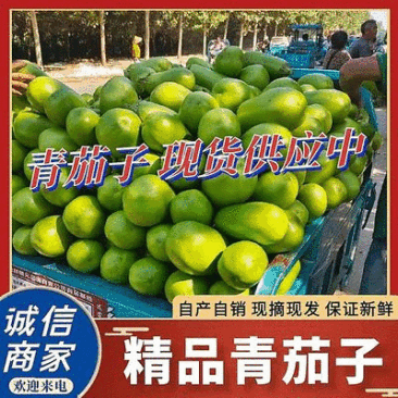 青茄青茄子青圆茄现货供应可全国发货一条龙服务