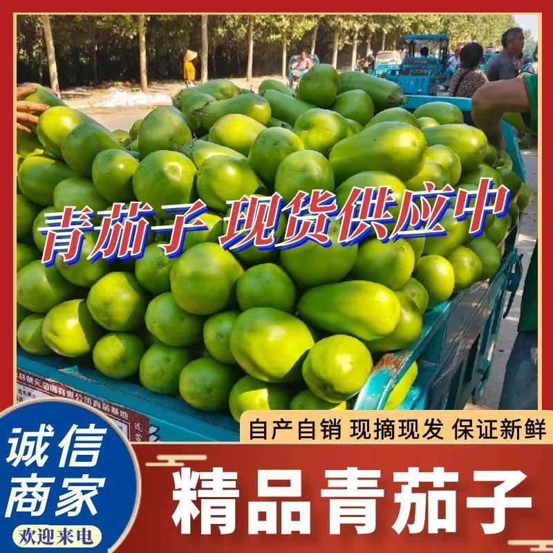 青茄青茄子青圆茄现货供应可全国发货一条龙服务
