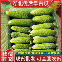 旱黄瓜《信阳》大量上市中供批发商超提供一条龙服务