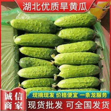 旱黄瓜《信阳》大量上市中供批发商超提供一条龙服务