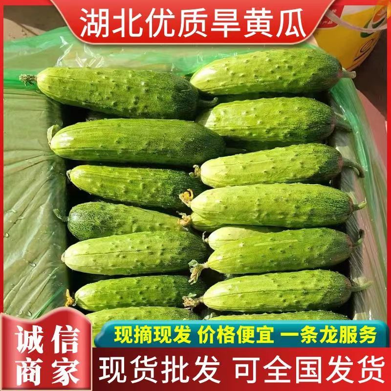 旱黄瓜《信阳》大量上市中供批发商超提供一条龙服务