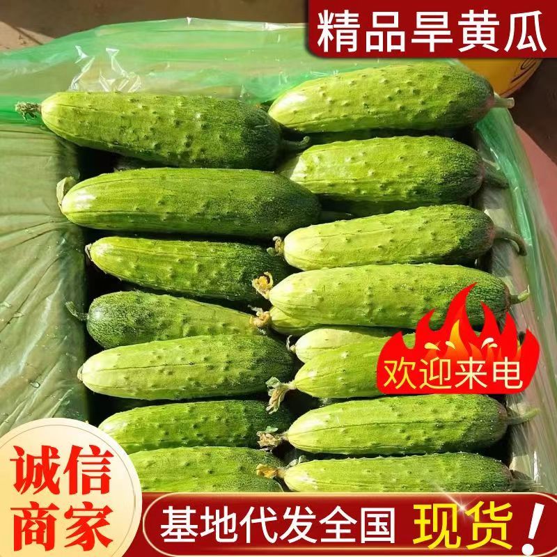 旱黄瓜《湖北荆州》现摘现发现货供应量大有优惠