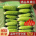 旱黄瓜《湖北荆州》现摘现发现货供应量大有优惠