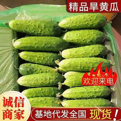 旱黄瓜《湖北荆州》现摘现发现货供应量大有优惠