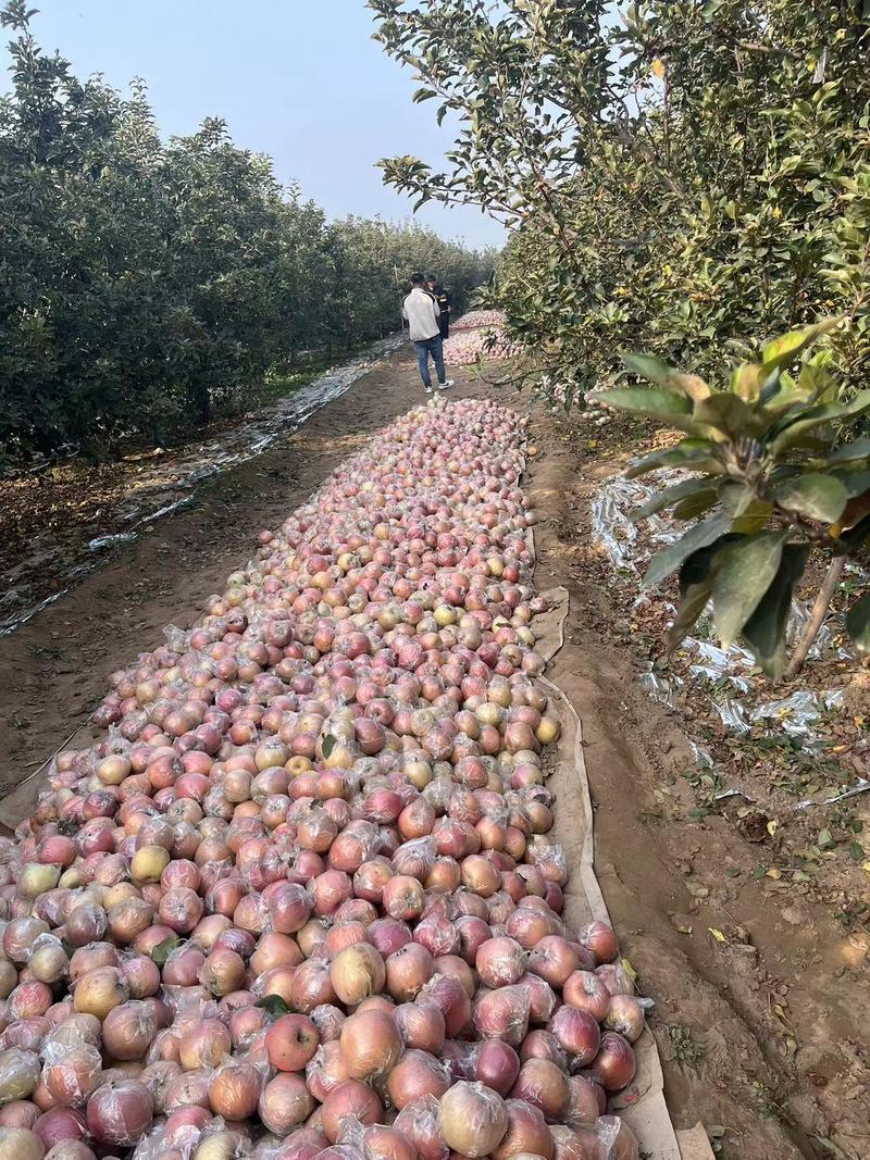 【红富士苹果】河北精品苹果产地一手货源，量大价优对接全国
