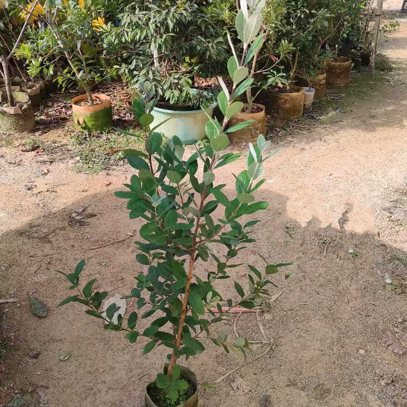 菲油果苗，实生苗，嫁接苗，各种规格，品种齐全，基地专用