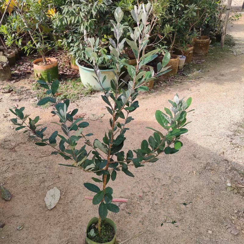 菲油果苗，实生苗，嫁接苗，各种规格，品种齐全，基地专用