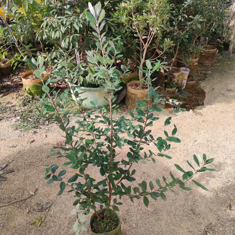 菲油果苗，实生苗，嫁接苗，各种规格，品种齐全，基地专用