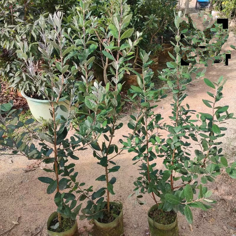 菲油果苗，实生苗，嫁接苗，各种规格，品种齐全，基地专用