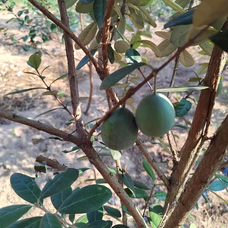 菲油果苗，实生苗，嫁接苗，各种规格，品种齐全，基地专用