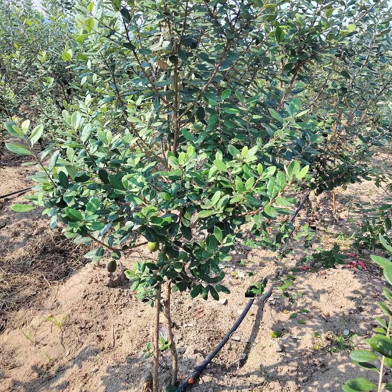 菲油果苗，实生苗，嫁接苗，各种规格，品种齐全，基地专用