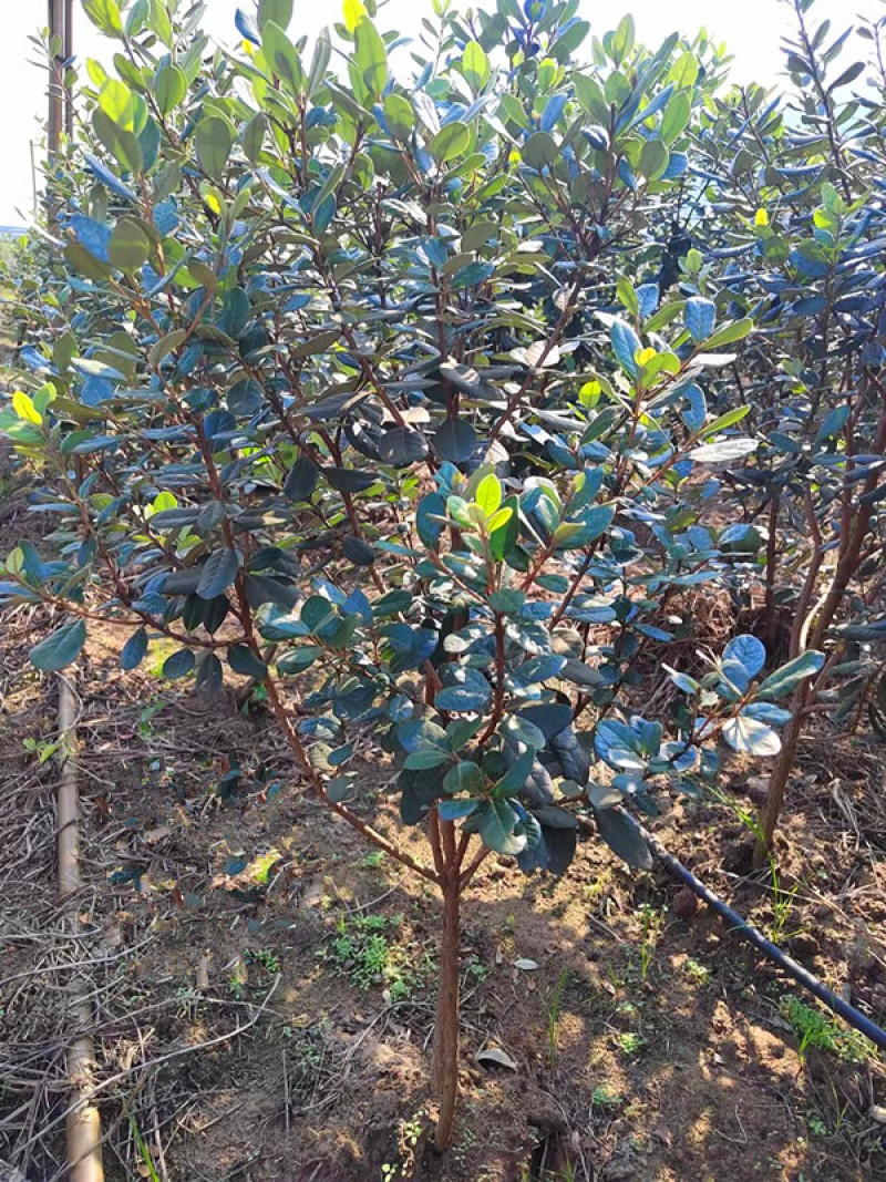 菲油果苗，实生苗，嫁接苗，各种规格，品种齐全，基地专用